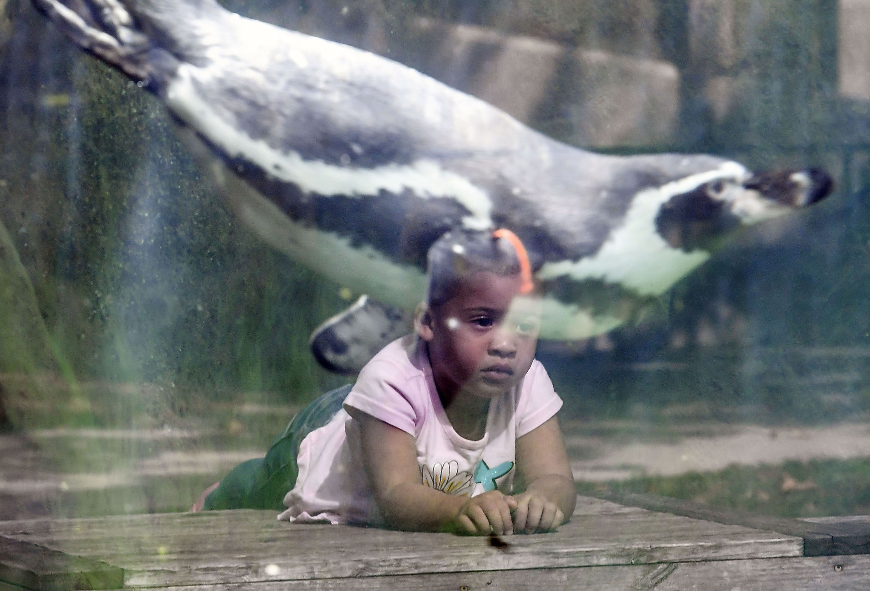 2017: Scovill Zoo Animals